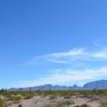 Cactus in the desert